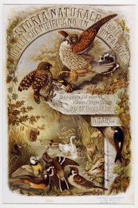Frontespizio da Storia naturale degli uccelli che nidificano in Lombardia (Cromolitografia) da Eugenio and Dressler Oscar  Bettoni