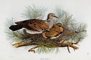 Rappresentazione della tortora da Eugenio and Dressler Oscar  Bettoni