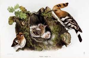 Rappresentazione della Upupa (Upupa epops) (Cromolitografia) da Eugenio and Dressler Oscar  Bettoni