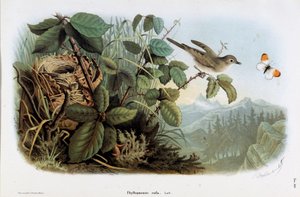 Rappresentazione del Phyllopneuste rufa (Chiffchaff) da Eugenio and Dressler Oscar  Bettoni