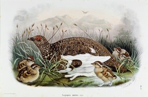 Rappresentazione della pernice da Eugenio and Dressler Oscar  Bettoni