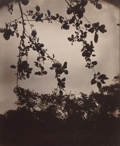 Ramo di melo