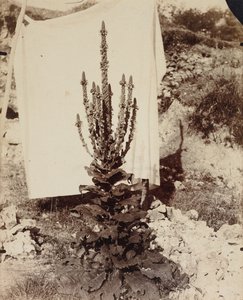 Verbasco in fiore