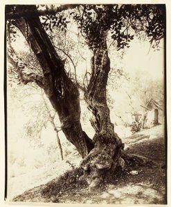 Olivier, Nizza, c.1900 da Eugène Atget