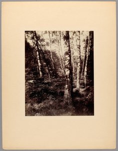 Parco di Saint-Cloud da Eugène Atget
