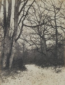 [Foresta di Fontainebleau], ca. 1860 da Eugène Cuvelier