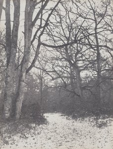 Strada nella foresta