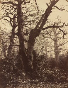 Studio di alberi, Fontainebleau da Eugène Cuvelier