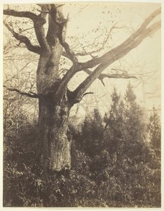 Senza titolo [albero]