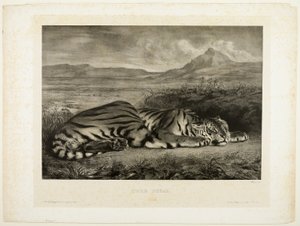 Tigre del Bengala