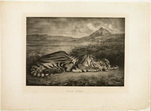 Tigre del Bengala