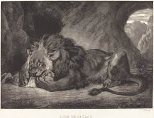 Leone delle montagne dell