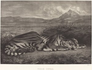 Tigre reale