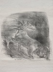 Il cavallo selvaggio, o cavallo spaventato che lascia l