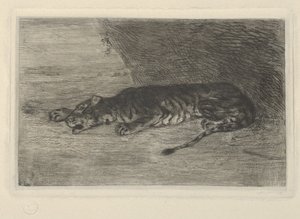 Tigre sdraiata all
