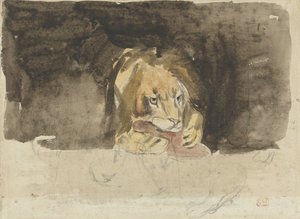 Leone carnivoro, visto di fronte, emergente contro uno sfondo scuro