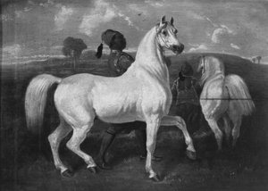 Cavalli arabi, XIX secolo da Eugène Fromentin