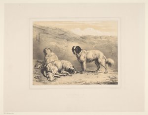 Tre cani