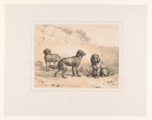 Tre cani da Eugène Verboeckhoven