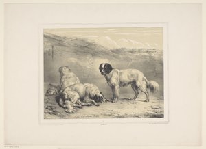 Tre cani (Diverse animali domestici) (Treize sujets d
