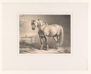 Cavallo in una stalla