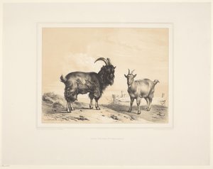 Due capre (Diverse dieren, Études d