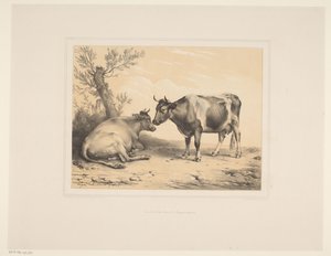 Due mucche (Diverse dieren, Études d