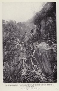 Una fotografia notevole di un nido d