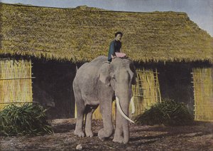 Elefante al Lavoro