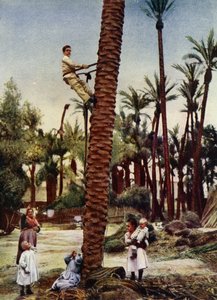 Palmeti di Elche (foto) da European Photographer