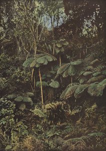 Vegetazione, felci arboree da European Photographer