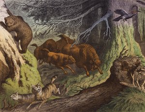 Una foresta russa, con l