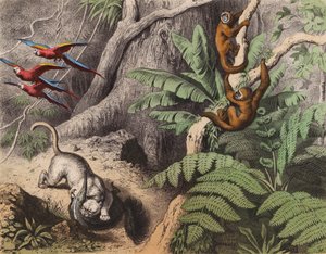 Una foresta in Brasile da European School