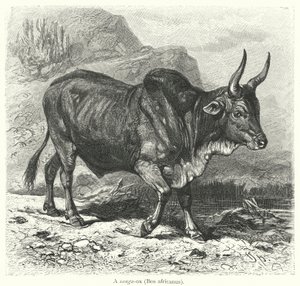 Un sanga-ox, Bos africanus (incisione) da European School