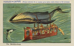Un autobus balena nell