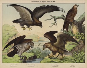 Accipitres, Aquile e Nibbio