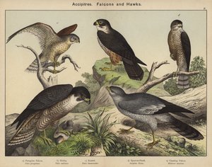 Accipitriformi, falchi e aquile