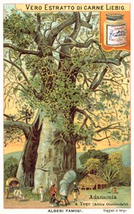 Albero di Adansonia in Togo da European School