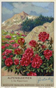 Alpenrose (Rhododendron ferrugineum) (cromolito) da European School