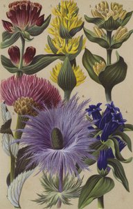 Flora alpina