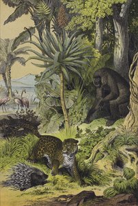 Animali e piante della Guinea Equatoriale da European School