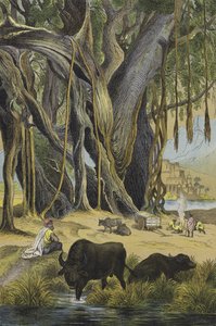 Animali e piante dell