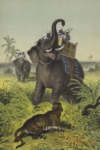 Animali e piante dell
