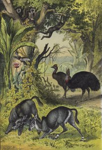 Animali e piante dell