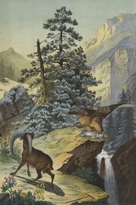 Animali e piante delle Alpi (litografia a colori)