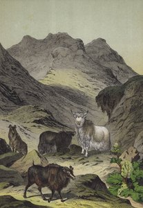 Animali e piante degli altopiani del Tibet da European School