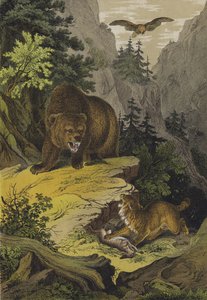 Animali e Piante delle Montagne Rocciose del Nord America