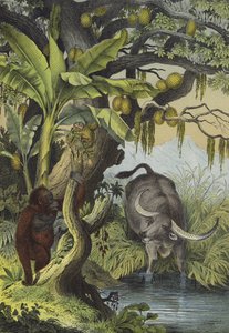 Animali e piante delle isole dell