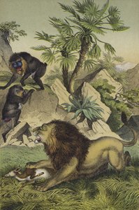 Animali e piante delle foreste montane della costa dell