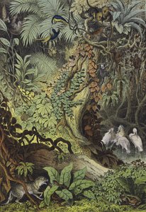 Animali del Brasile da European School